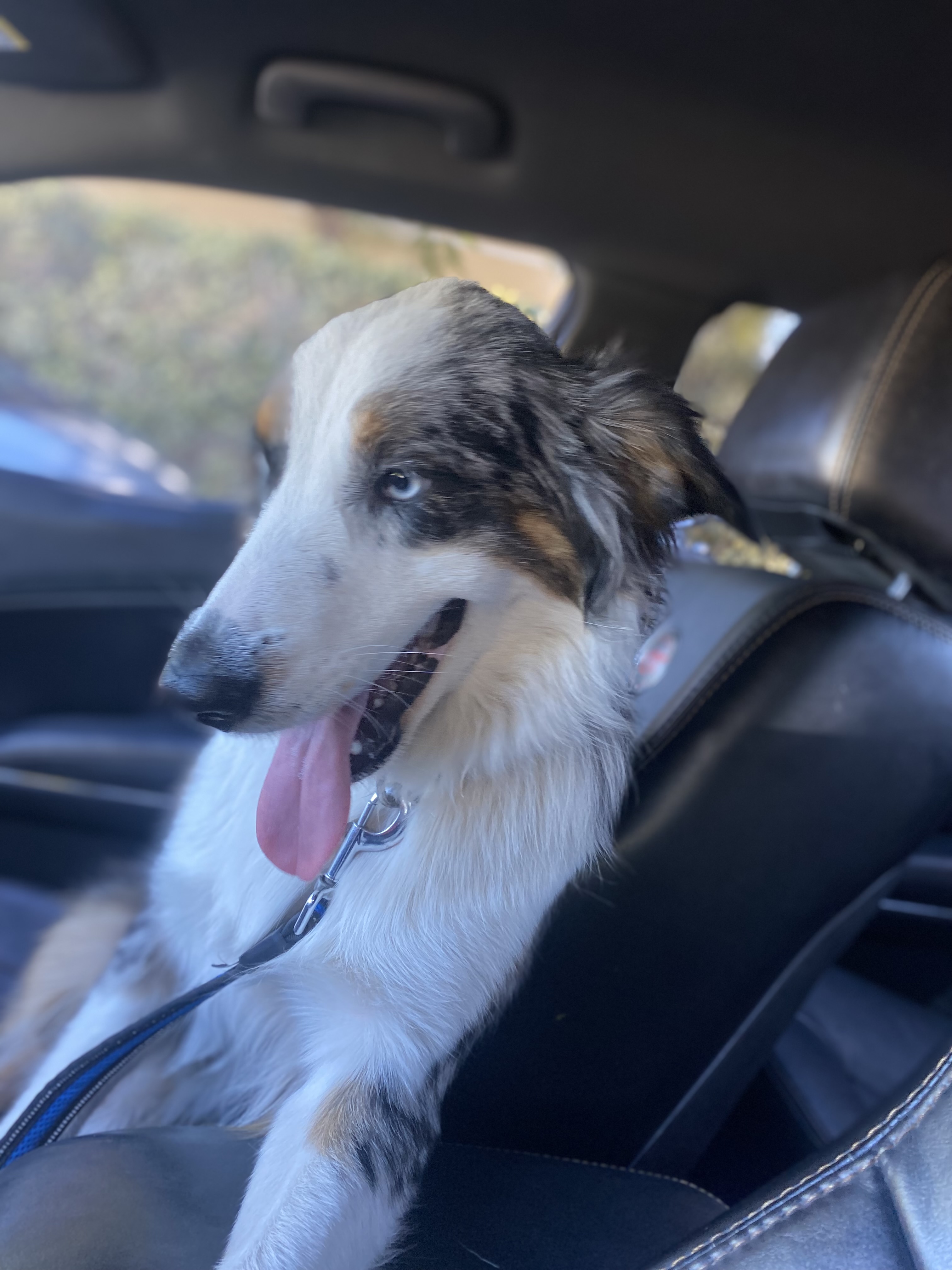 Cooper