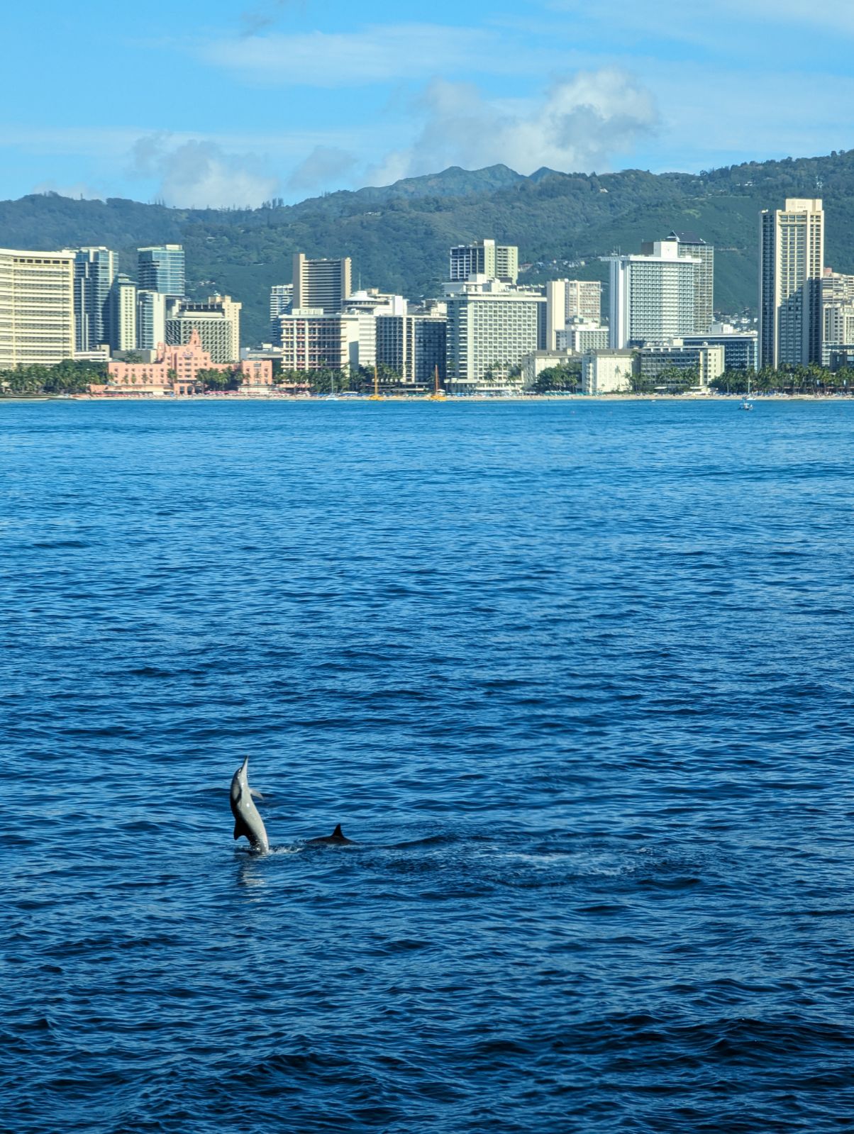 Hawaiian dolphins and mountain