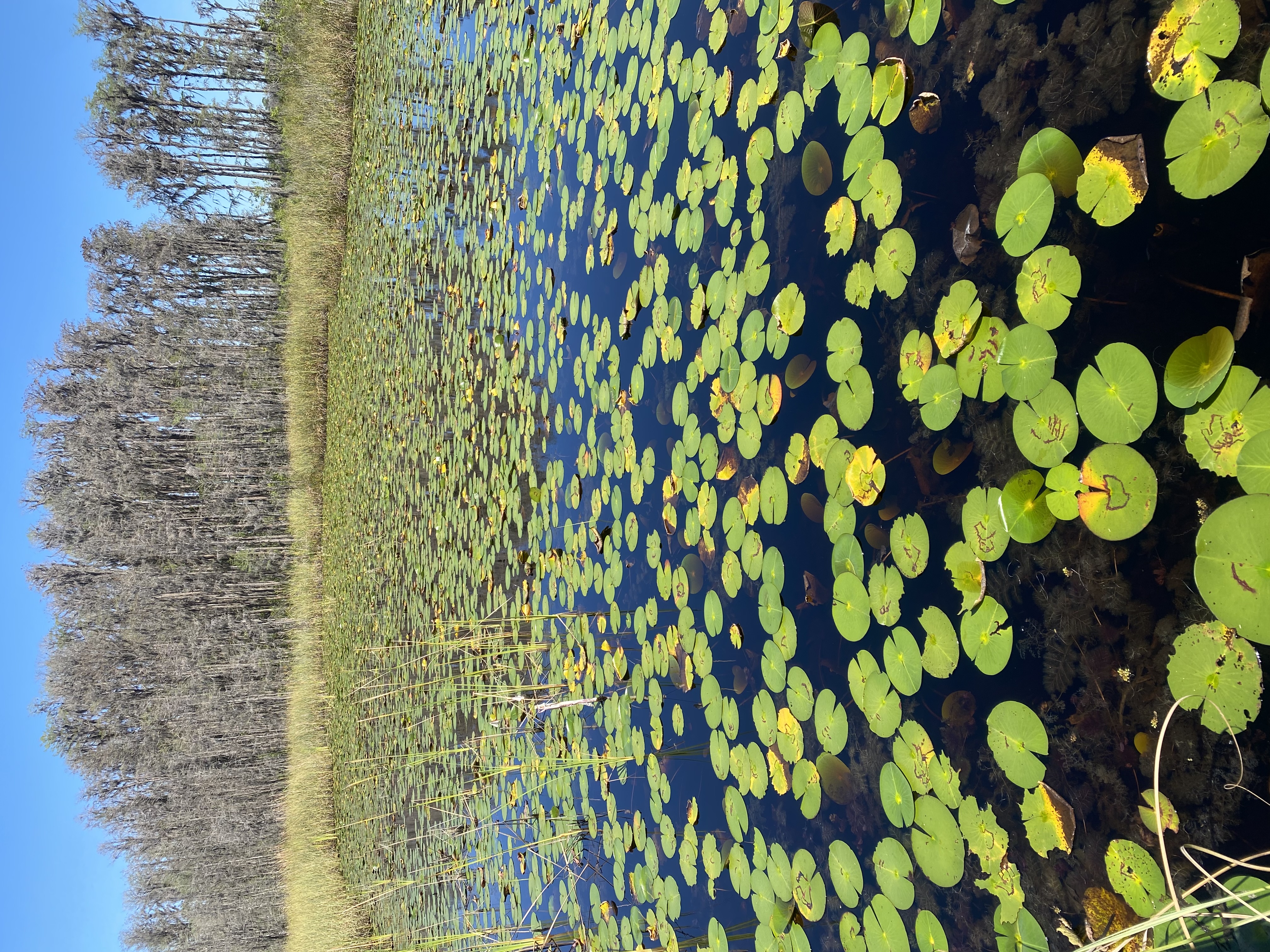 Lilypads