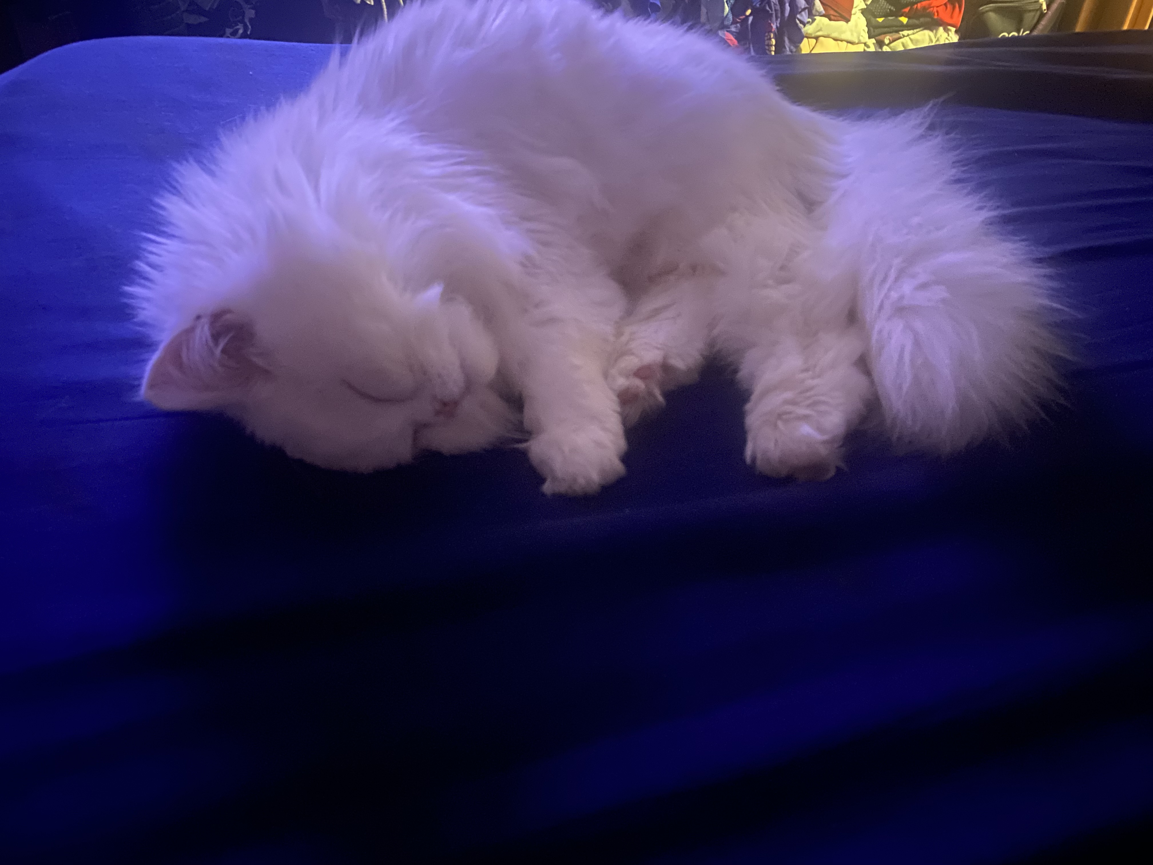Baby Cat