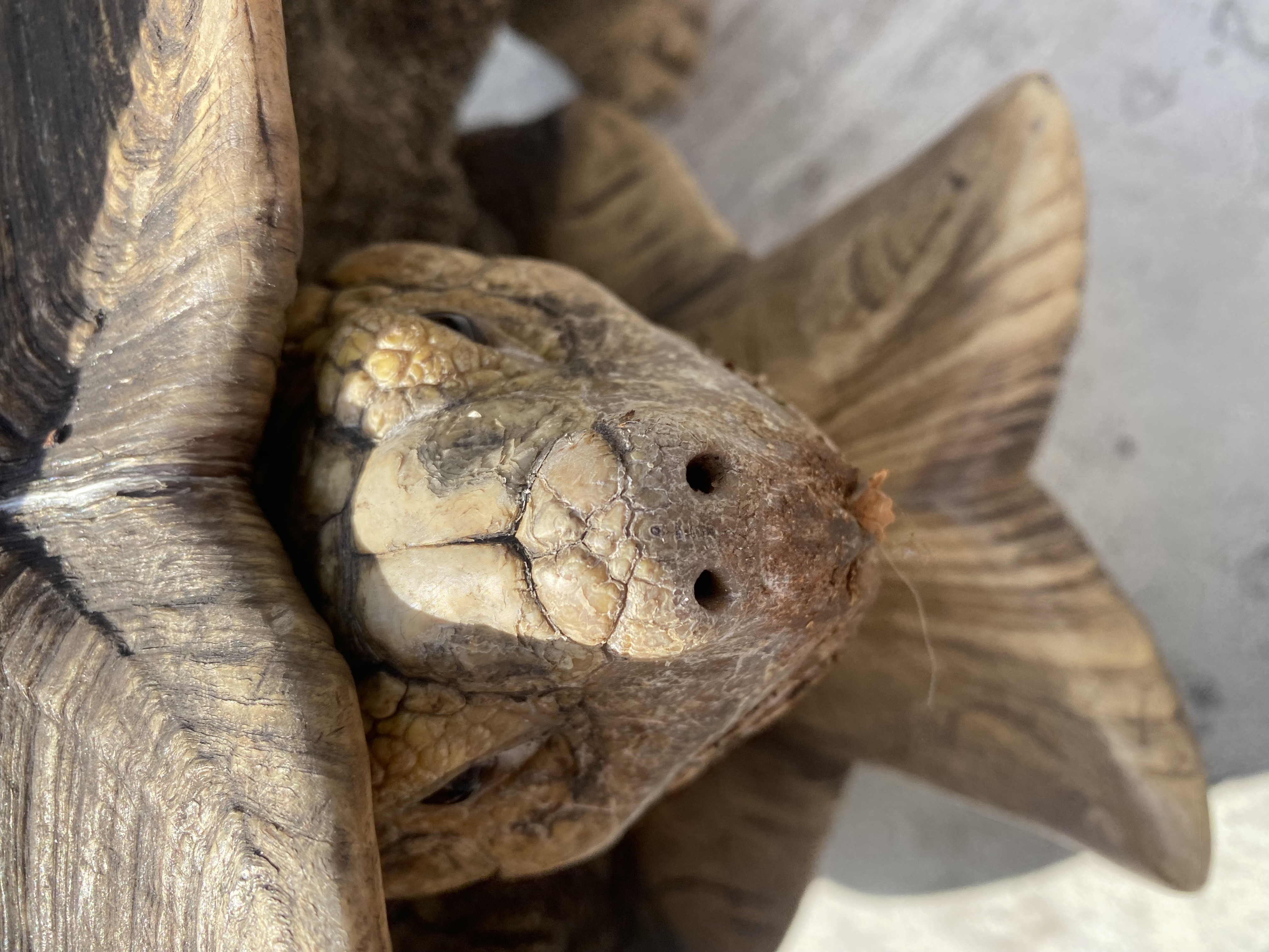 Tortoise